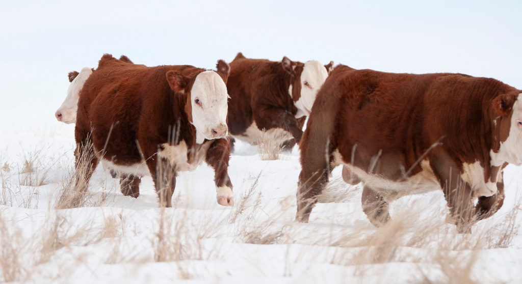 **SOLD OUT**
Thank you to all of our 2019 Buyers
Mohican West, Laurel, MT
Tate Chamberlain, Casper, WY
Croell Ranch, Sundance, WY
River Bend Farms/Doig Family, Waldron, IN
Coyote Ridge Ranch, LaSalle, CO