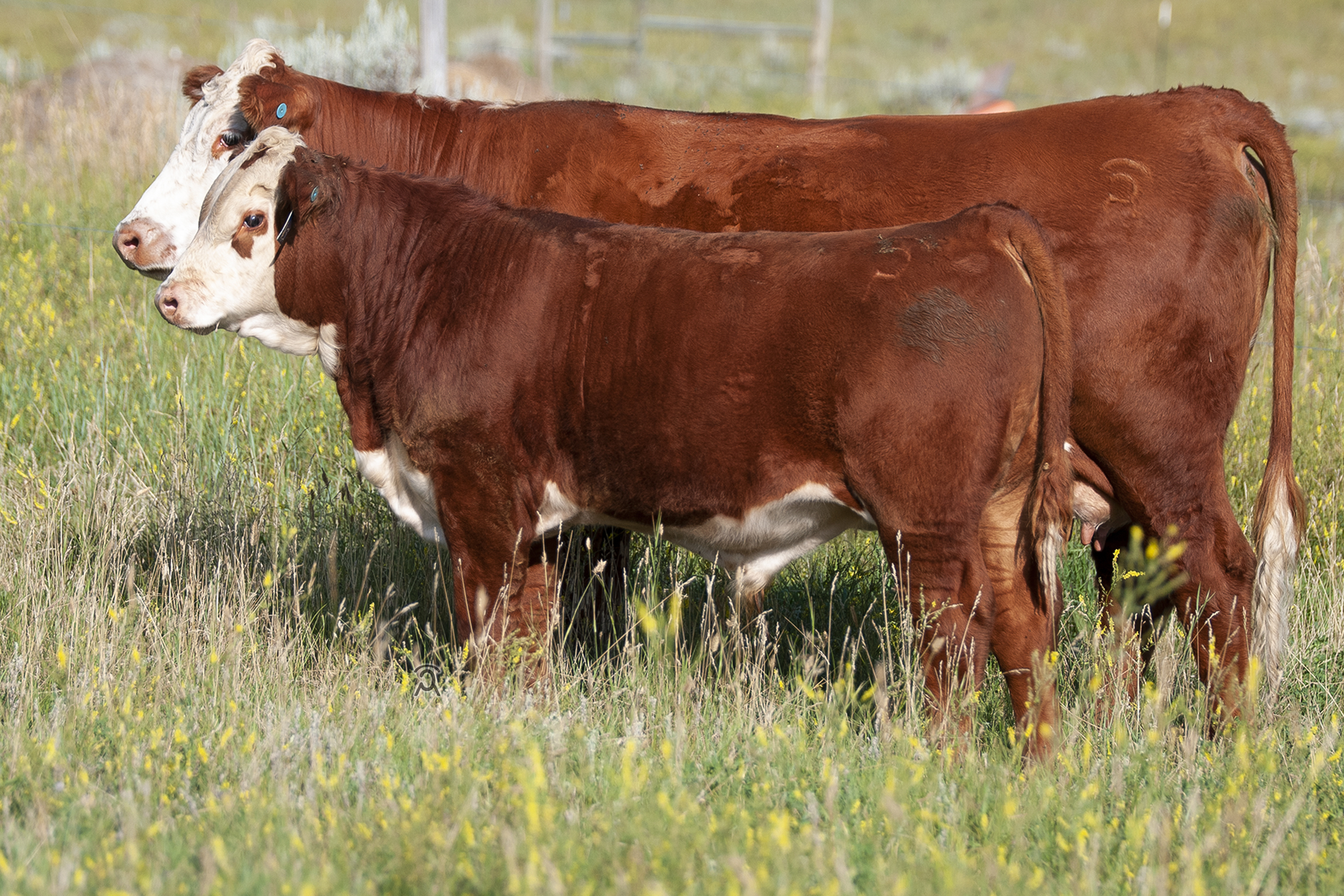 The Lady Dew Cow Family – CSC
