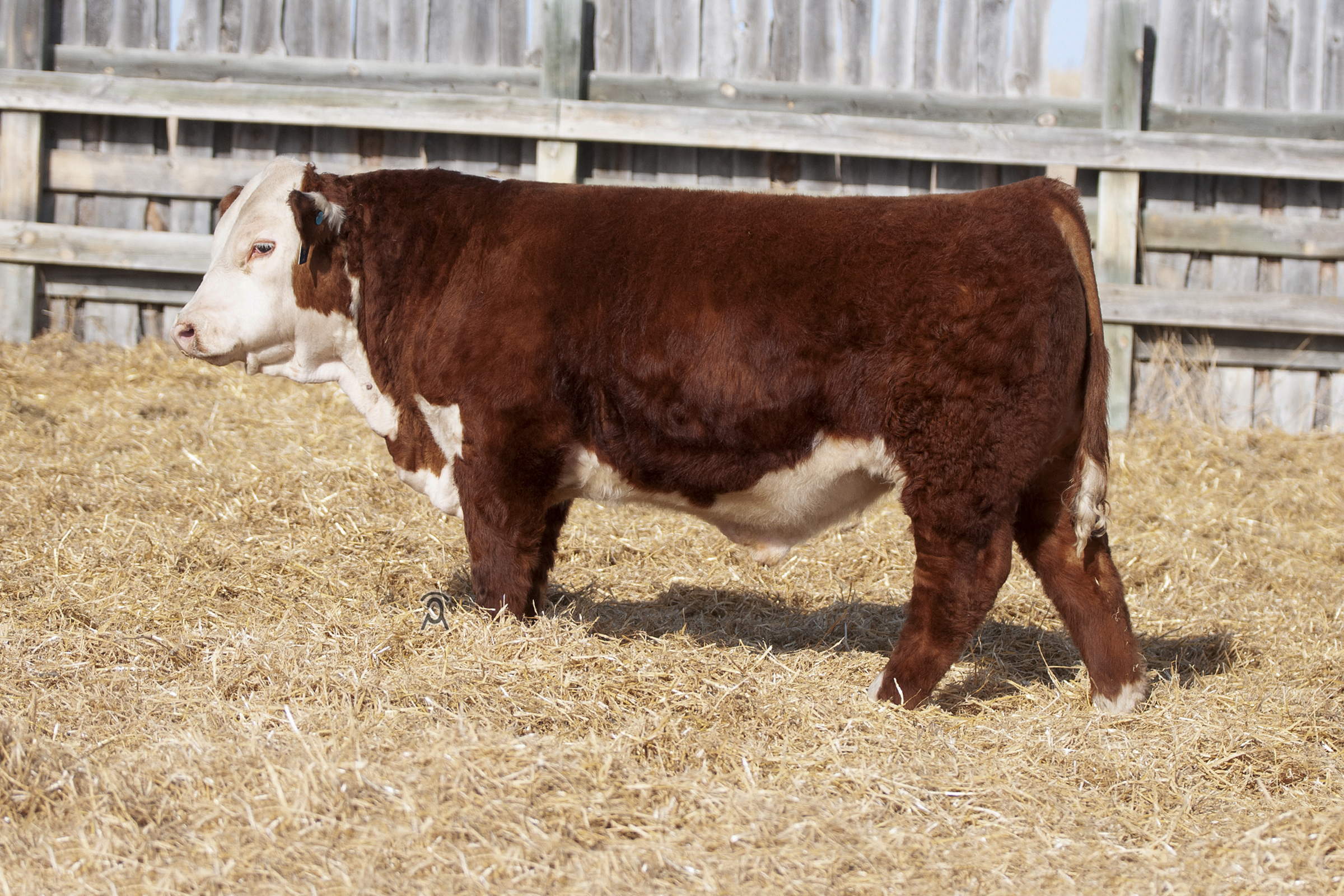 2020 CSC Bull Sale – CSC