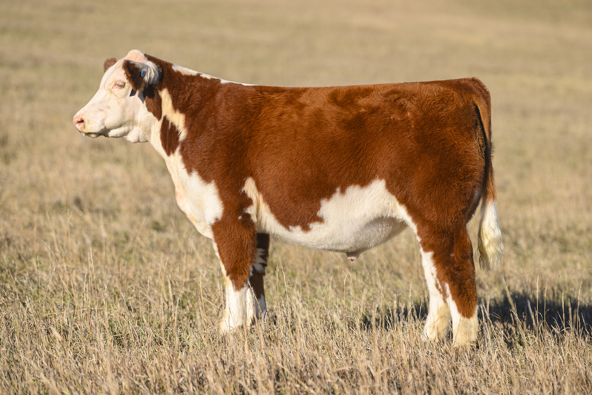 2021 CSC Fall Sale – CSC