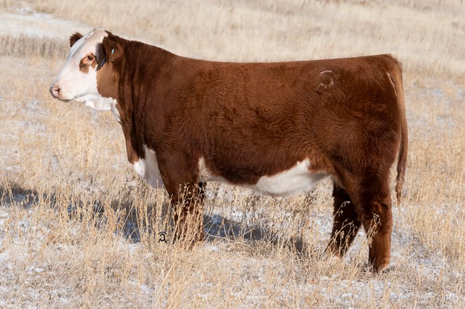 2024 Bull Sale – CSC