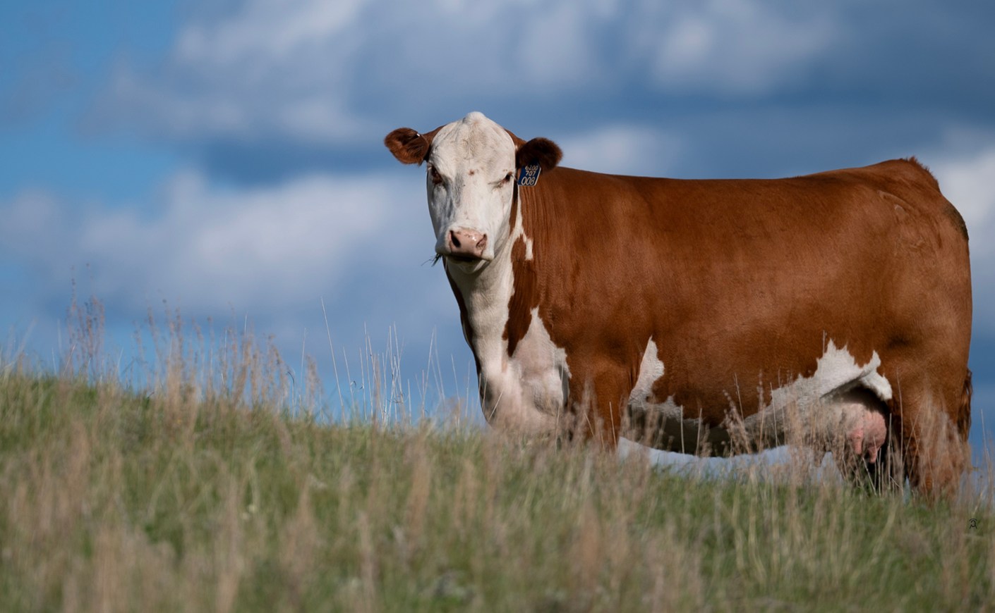 CSC Females For Sale – CSC